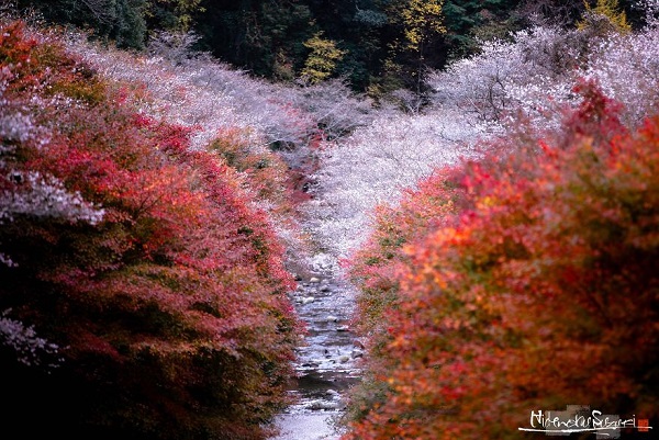 پاییز در ژاپن.سایت نوجوان ها (10)